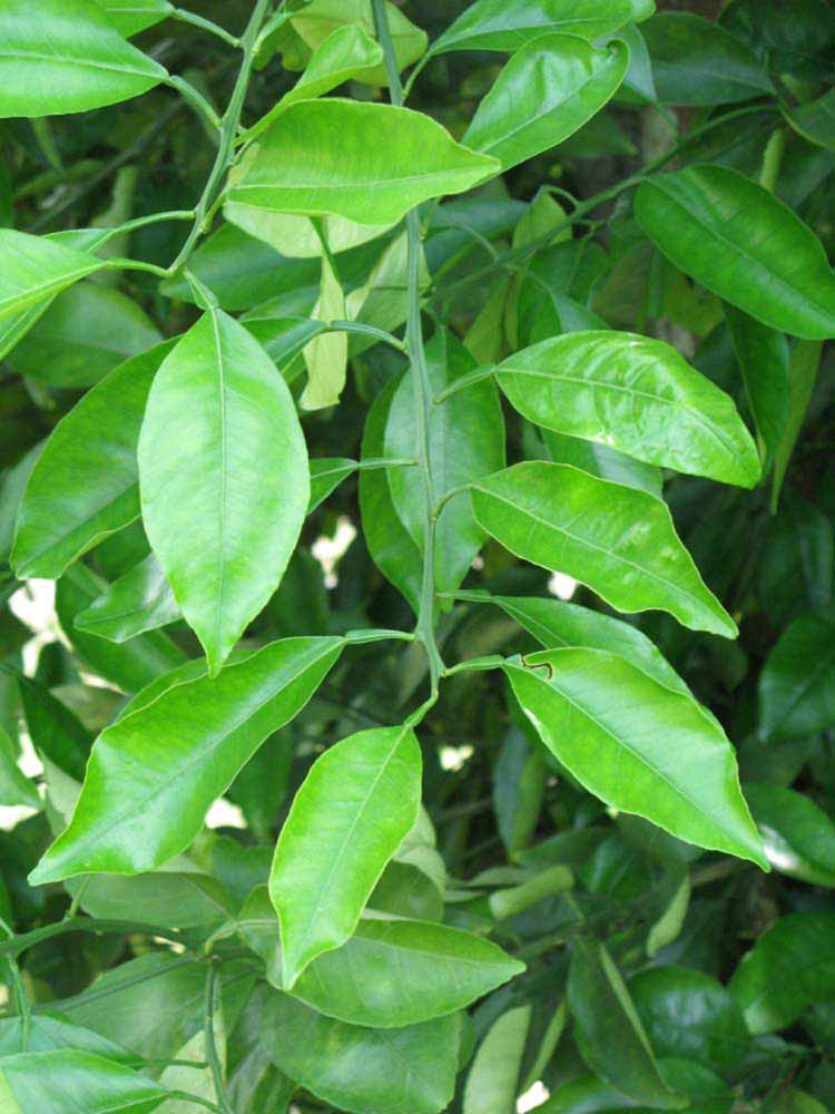              Shade leaves (Winter Haven, FL)       